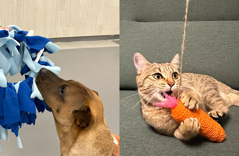 pet_toy_workshop_th_766x500