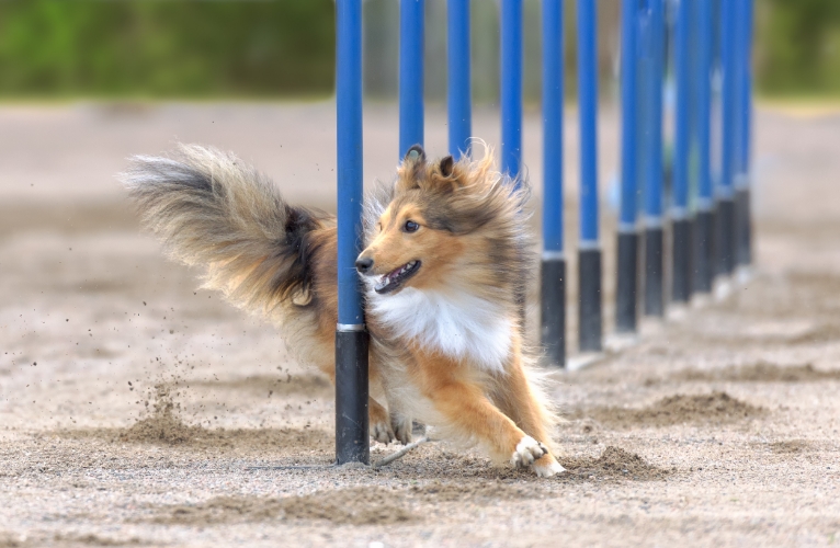 thn-Dog Behaviour and Training Courses