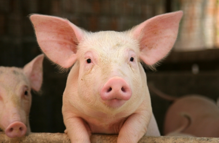 thn-Farm Animals