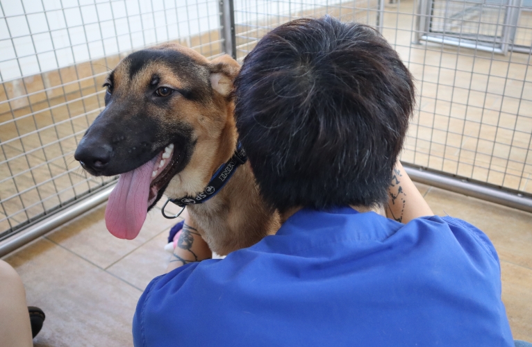 thn-How SPCA assesses lost claims