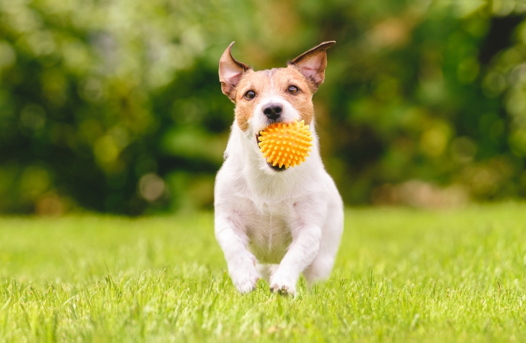 thn-Pet Access to Open Spaces