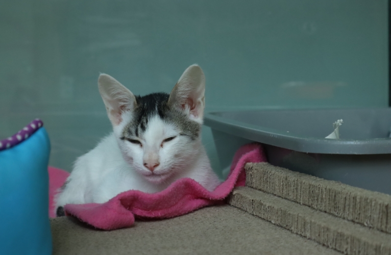 thn-Surrendering a Pet