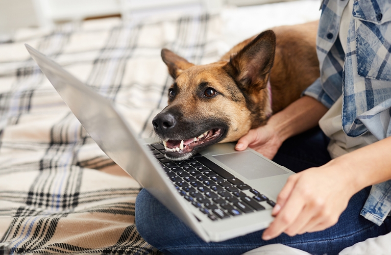 thn-online course