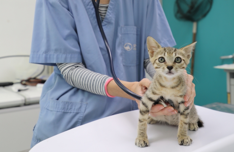 thnPreventative Pet Health