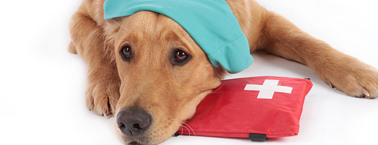 canine first aid
