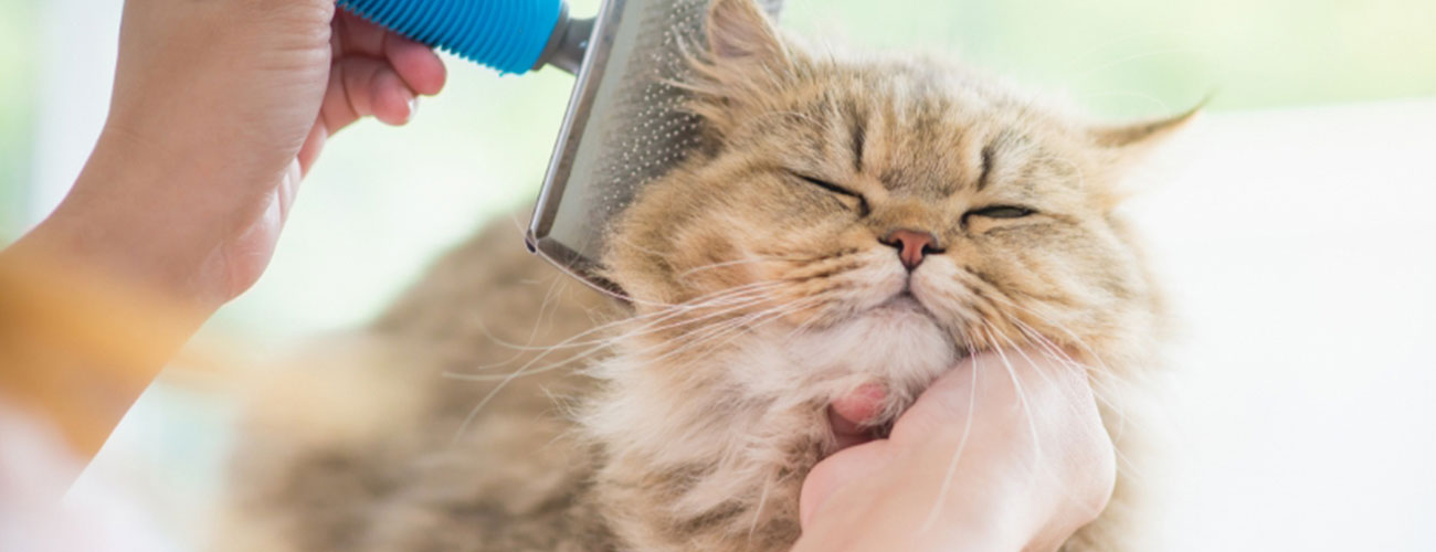 cat grooming seminar