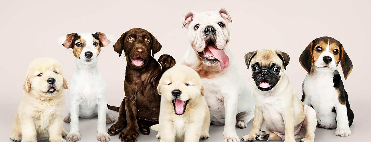 TRAINING COURSES FOR LICENSED DOG BREEDERS, TRADERS AND STAFF (CAP 139B)