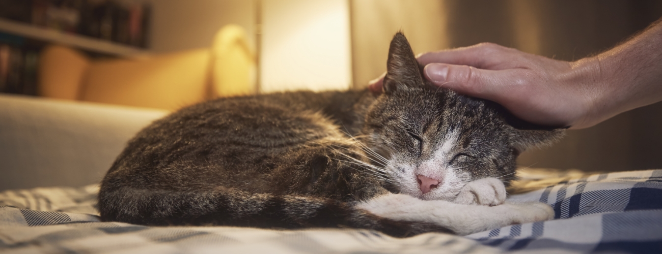 Geriatric Cat Care L
