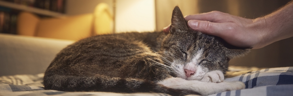 Geriatric Cat Care