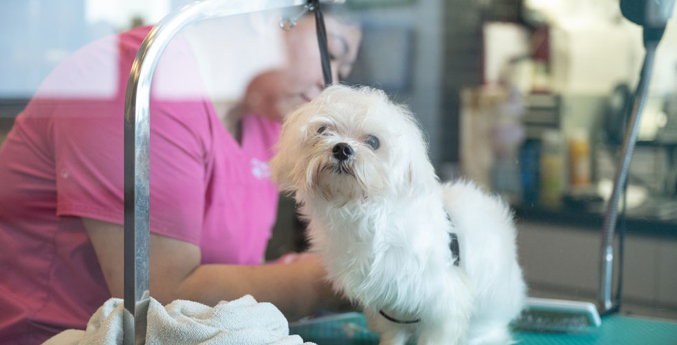 PP120_banner_grooming
