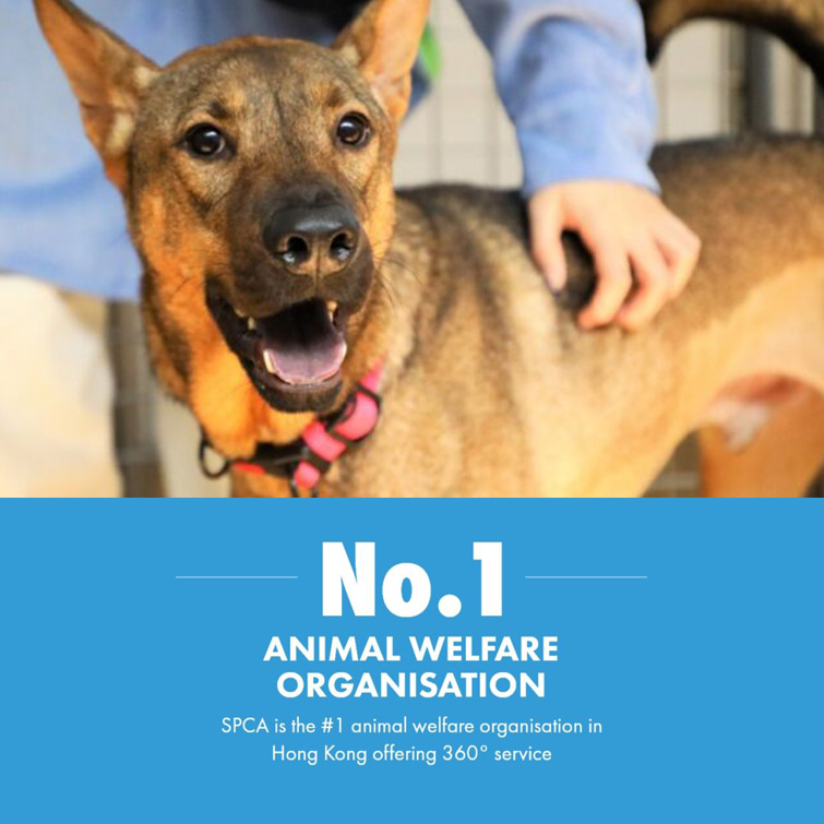 home-spca-spca