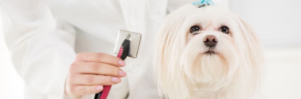 Dog Grooming Dog Grooming