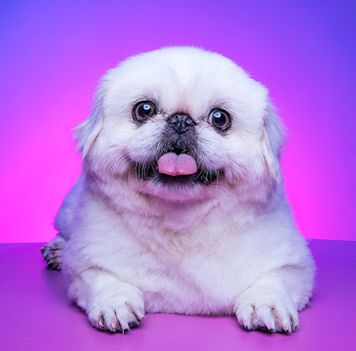 p6 Photo of SPCA President Gigi Fu's dog, Man Man