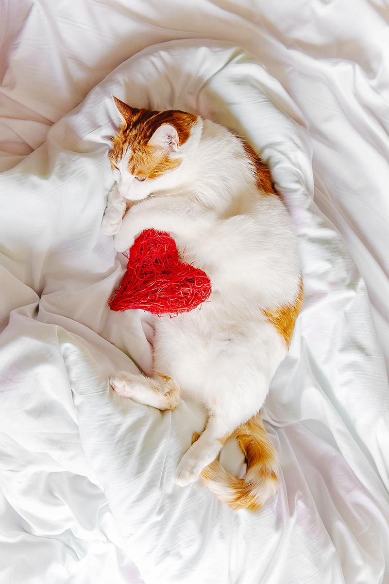 Ginger, domestic cat lies on a white bed, hugging a red heart. Holiday postcard. Pet shelter.