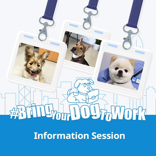 Bring your dog to work