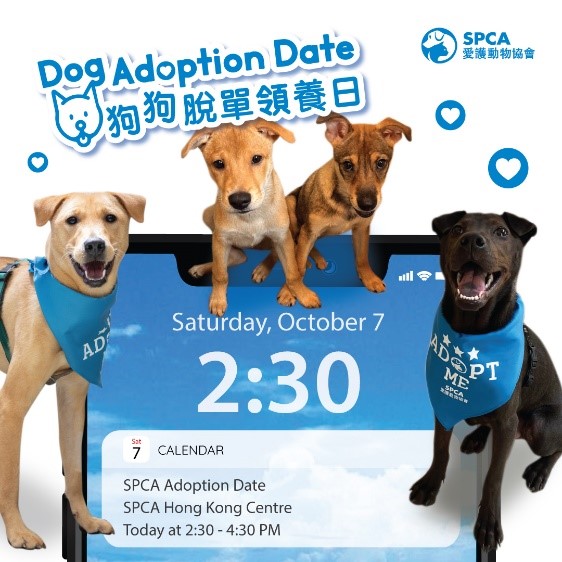 Dogs adoption best sale centre near me