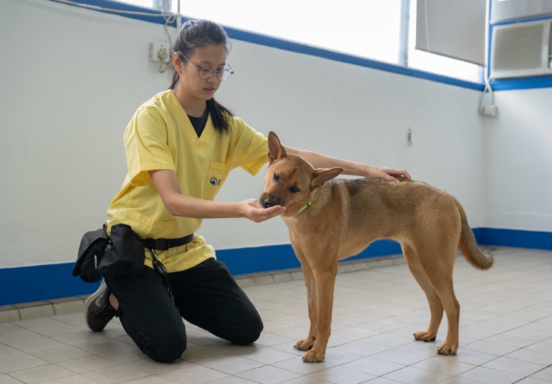 The Importance of Enrichment – Yaletown Dog Training