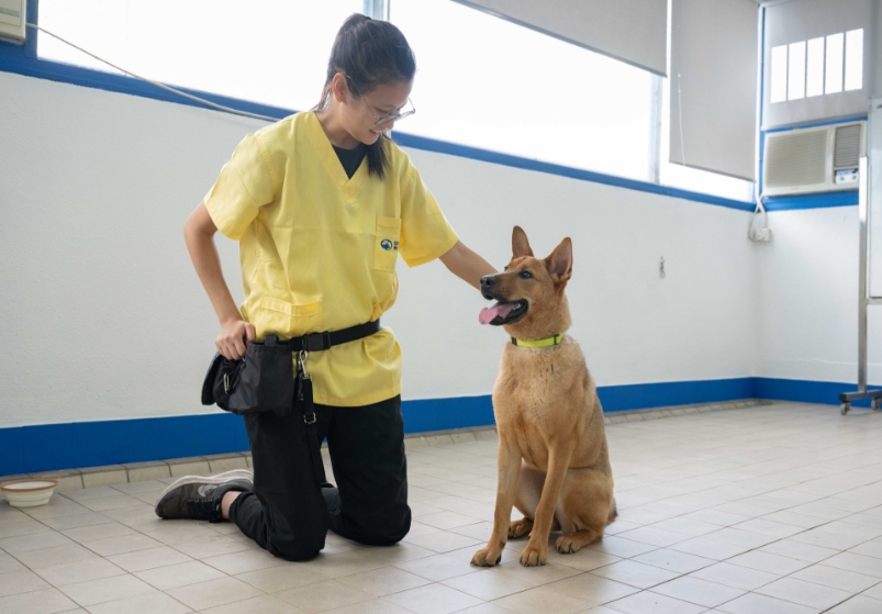 The Importance of Enrichment – Yaletown Dog Training