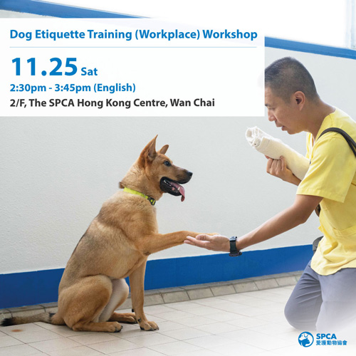 Dog Etiquette Training (workplace) Workshop