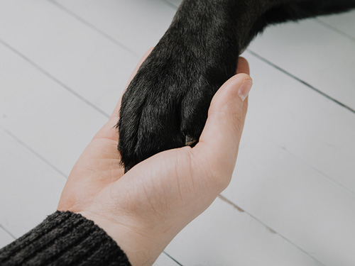 pet_AGM_500