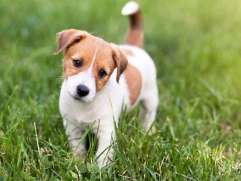 Pet boarding service SPCA