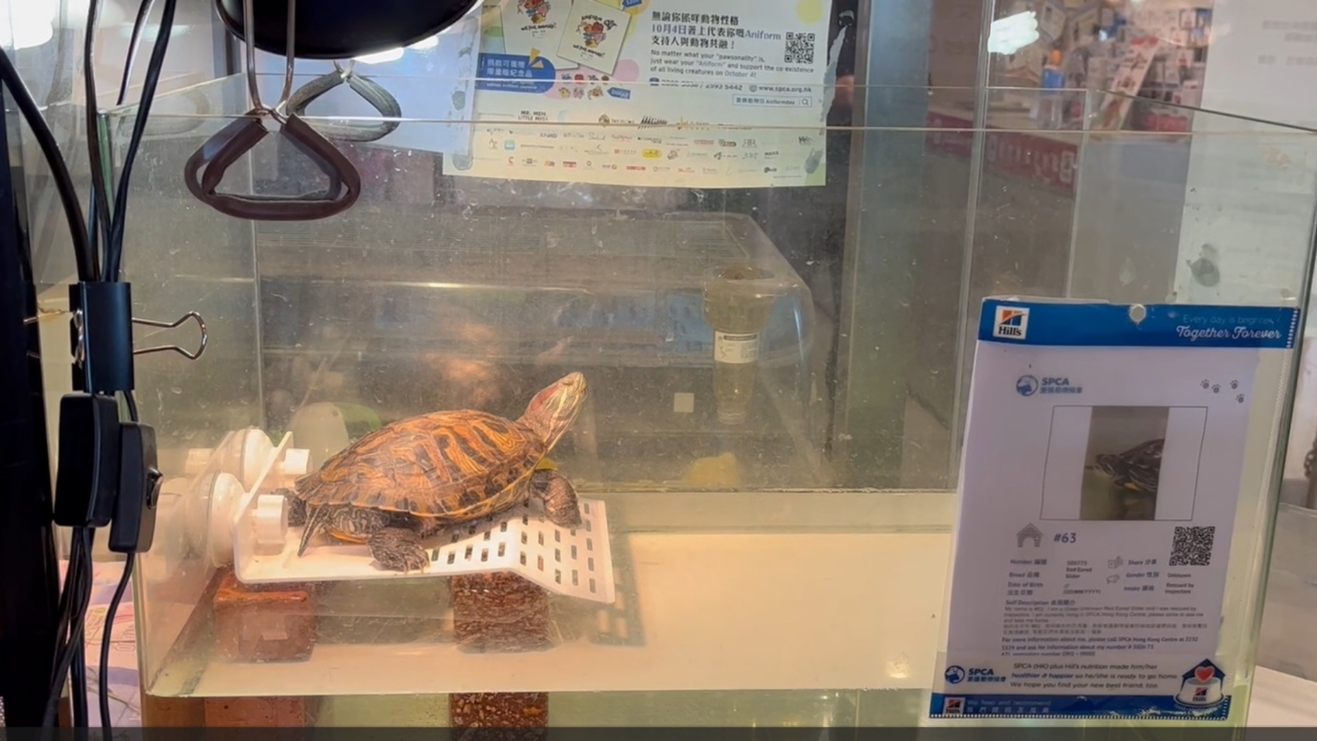img - pet care talk