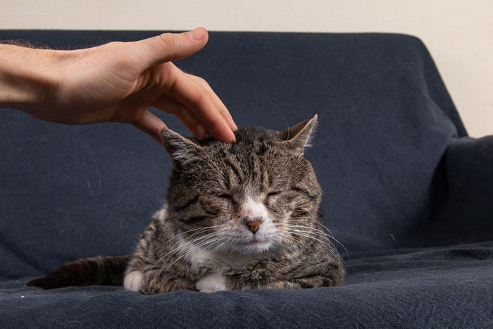 old_cat