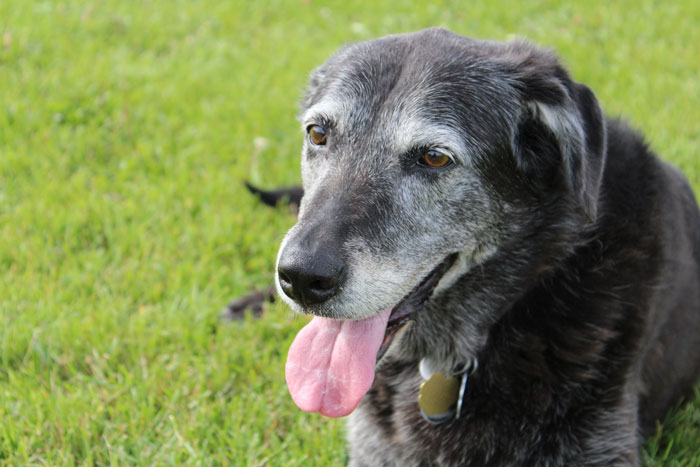 old_dog