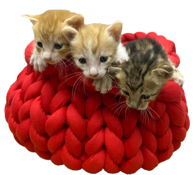PP123_Cat-Bed-Photo