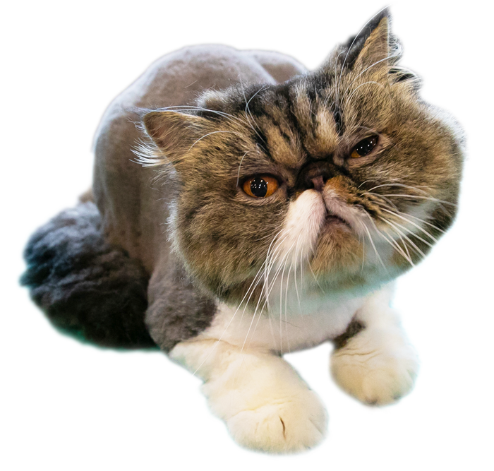 pp123_grooing_cat