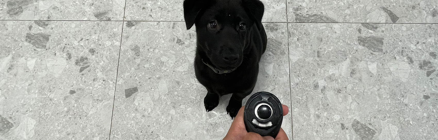 dog_clicker_training_1700x543_b