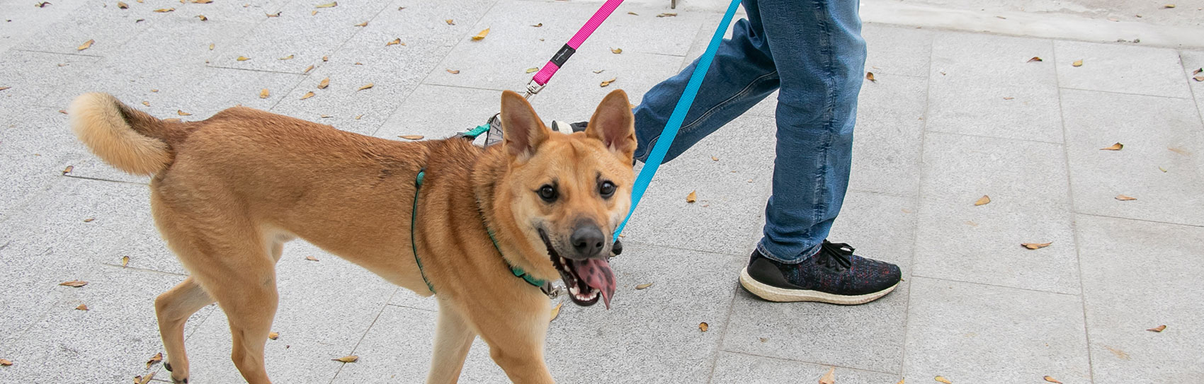 bnt_DogWalker_1700x543