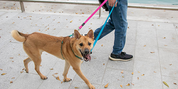 bnt_DogWalker_700x350
