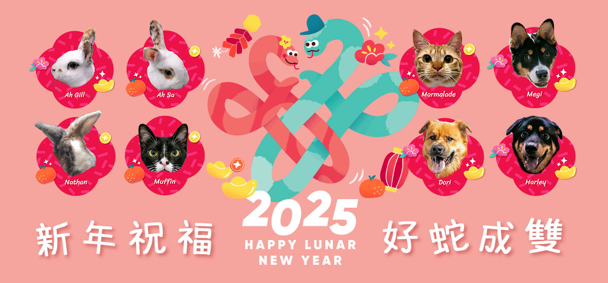 Animals For Adoption SPCA