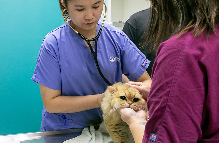 Expert_Care_766x500