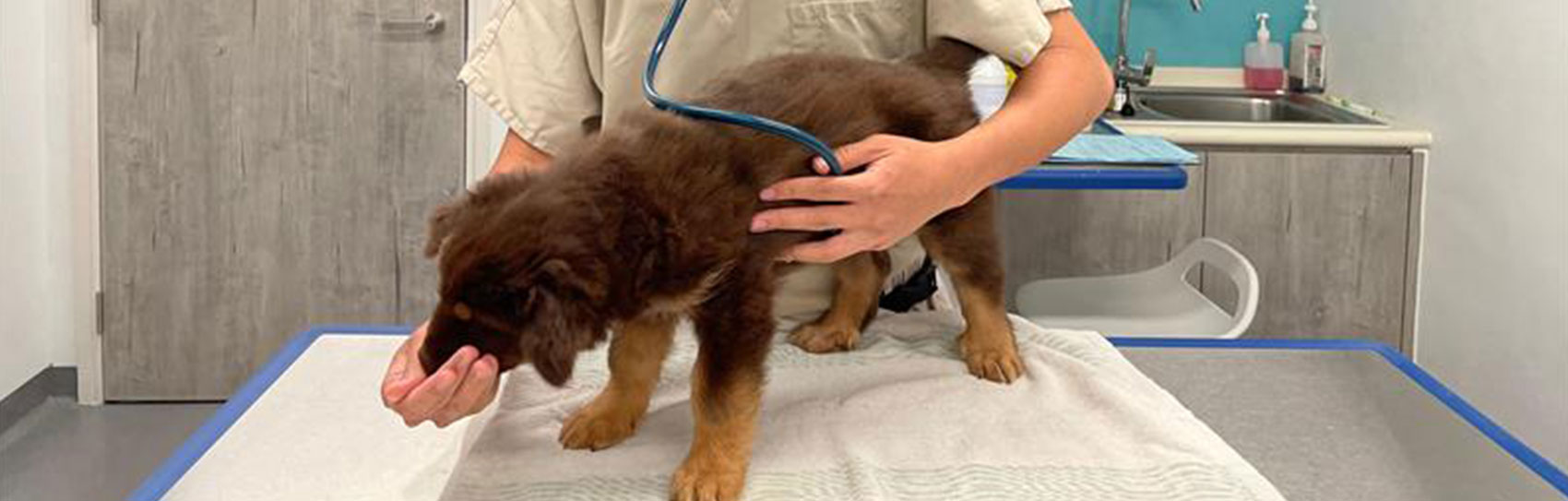 bnt_VetCheckWorkshop_1700x543