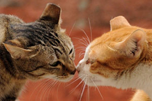 cccp_cat_p1