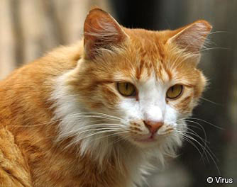 cccp_cat_p8_334x264
