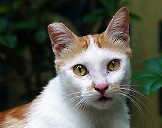 cccp_cat_p9_334x264