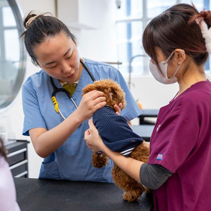 Dog-Health-Check_event_700
