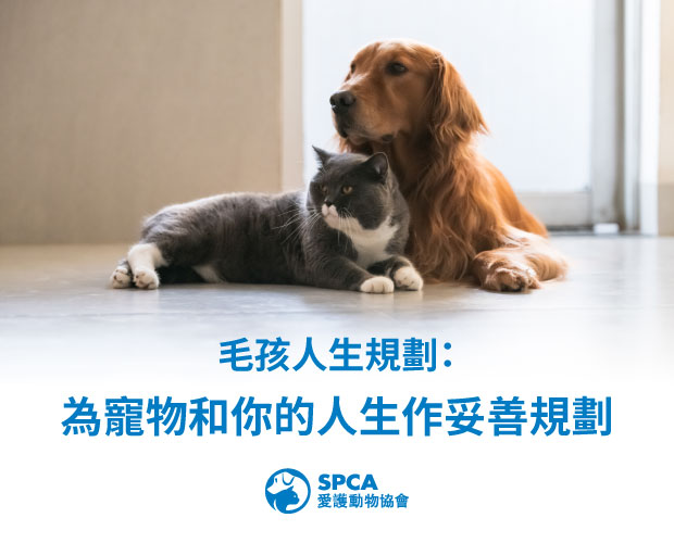 PawstoPlan_620x500_TC