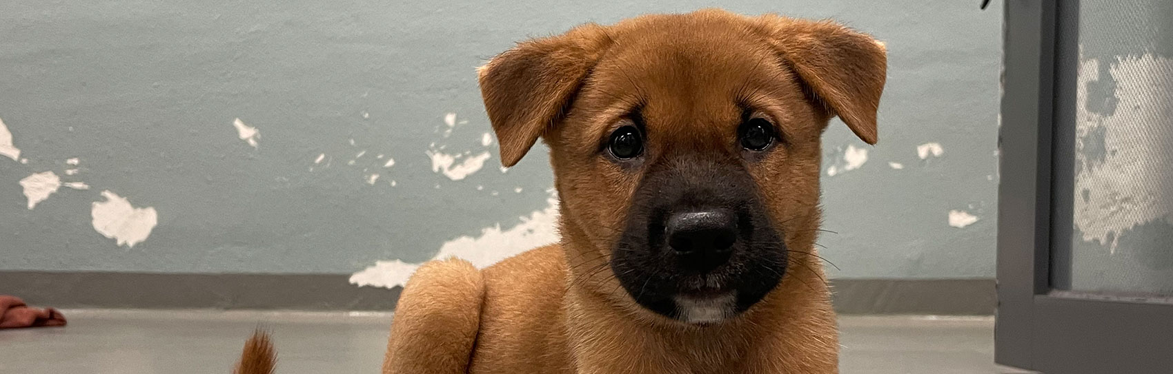 Puppy-training_1700x543