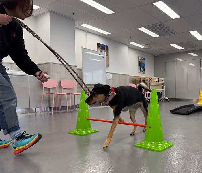 Dog_Agility_Workshop_p1_700x500