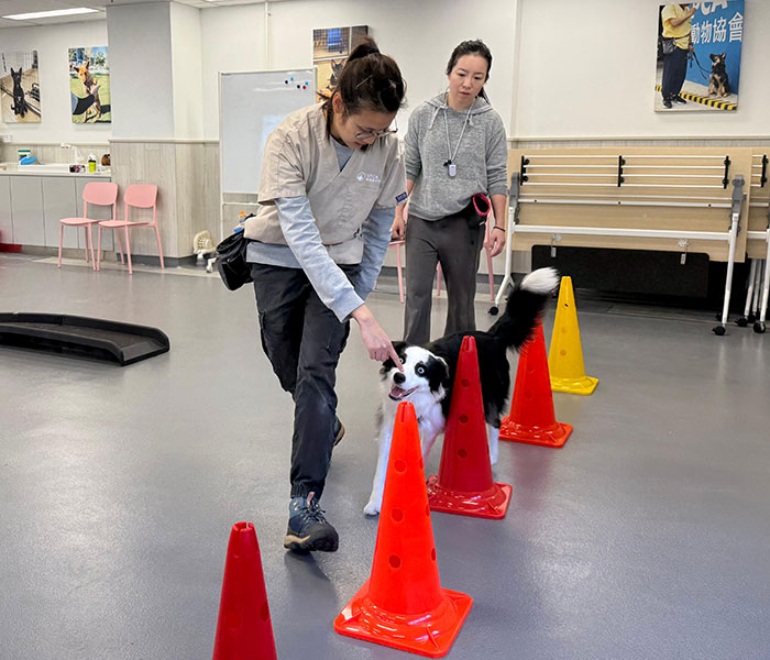 Dog_Agility_Workshop_p2_700x500