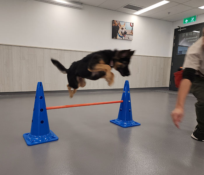 Dog_Agility_Workshop_p3_700x500